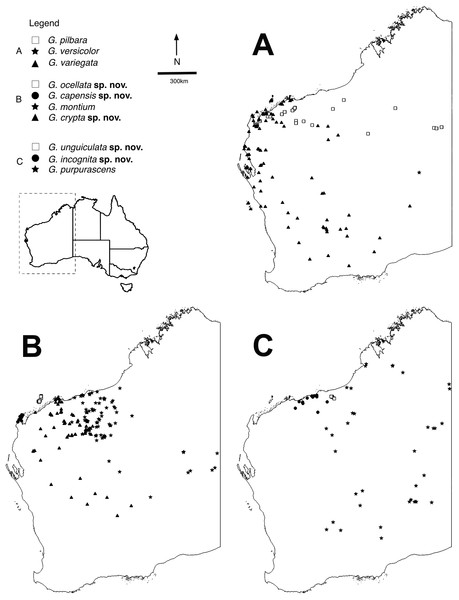 Distributions of arid clade G. variegata group species.