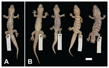 Conspicuously concealed: revision of the arid clade of the Gehyra ...