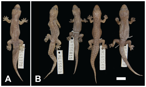 Variation among preserved Gehyra incognita sp. nov. specimens.