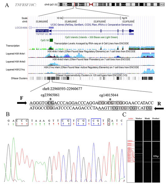 Primers and target amplification sequence in TNFRSF10C promoter CpG island (CGI) region.