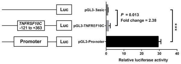 Dual-luciferase reporter gene assay in HEK-293T cell line.