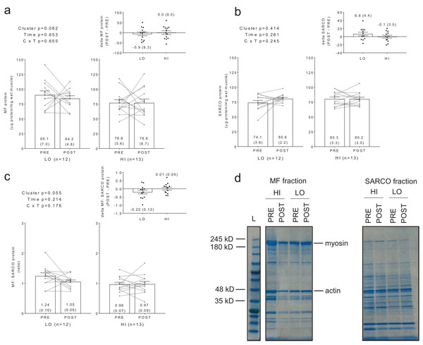 Differences in myofibril and sarcoplasmic protein concentrations between clusters prior to and following training.