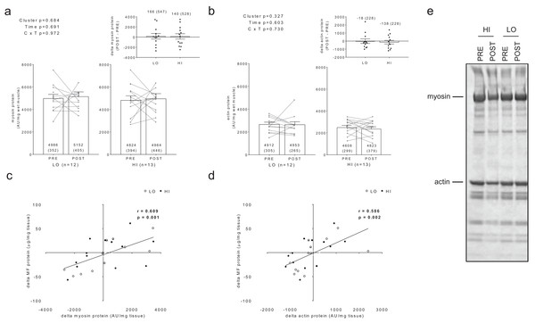 Differences in myosin and actin content between clusters prior to and following training.