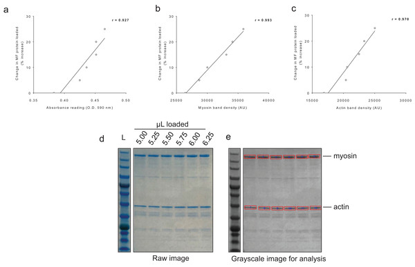 Sensitivity of BCA and Coomassie stain for detecting protein changes.