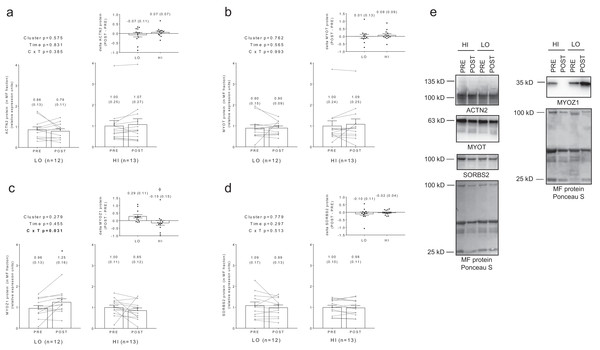 No significant main effects or cluster × time interactions existed for myofibrillar protein levels of ACTN2 (A), MYOT (B), or SORBS2 (D).