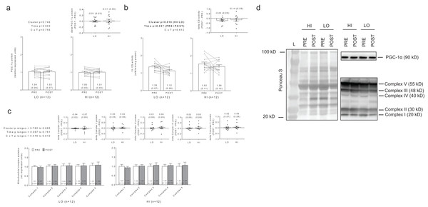 No significant main effects or cluster × time interaction existed for PGC-1α protein levels (A).