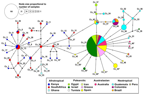 Median-joining network based on 403 individuals of the Mediterranean fruit fly generated using 538 bp of mtDNA COI gene, showing location and frequency of haplotypes.