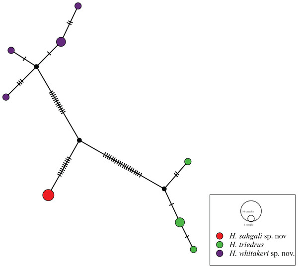 Haplotype network based on mitochondrial cyt b gene for members of H. triedrus species complex.