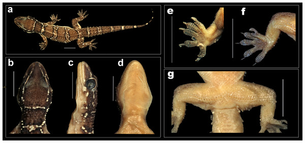 Male holotype H. sahgali sp. nov. NCBS AU708.