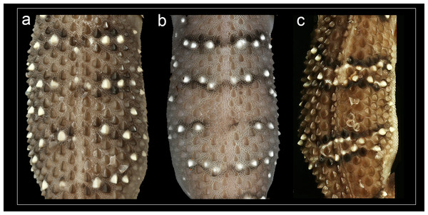 Mid-dorsal trunk tubercle rows.