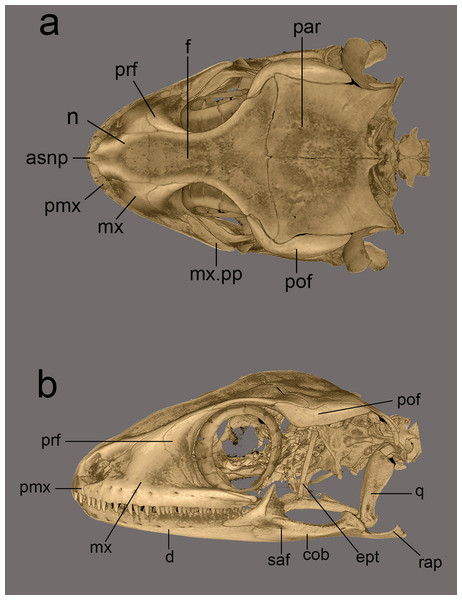 Micro-CT scan images of the skull of male paratype NCBS AU719.