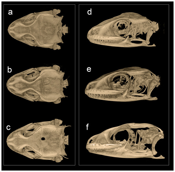 Micro-CT scan images of the skull of Hemidactylus triedrus species complex.