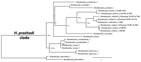 Molecular phylogeny based on concatenated mitochondrial ND2 and two nuclear (RAG1 + PDC) genes for members of the H. prashadi group of Bauer et al. (2010) rooted with H. flaviviridis as the outgroup.