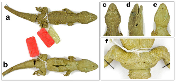 Male holotype of H. triedrus MNHN 2297.