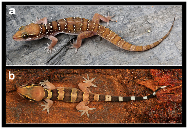 Coloration in life of H. whitakeri sp. nov.