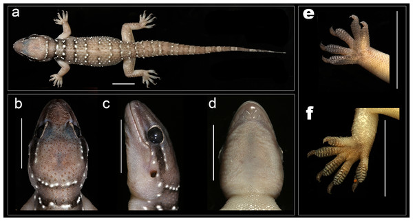 Female holotype H. whitakeri sp. nov. NCBS AU712.