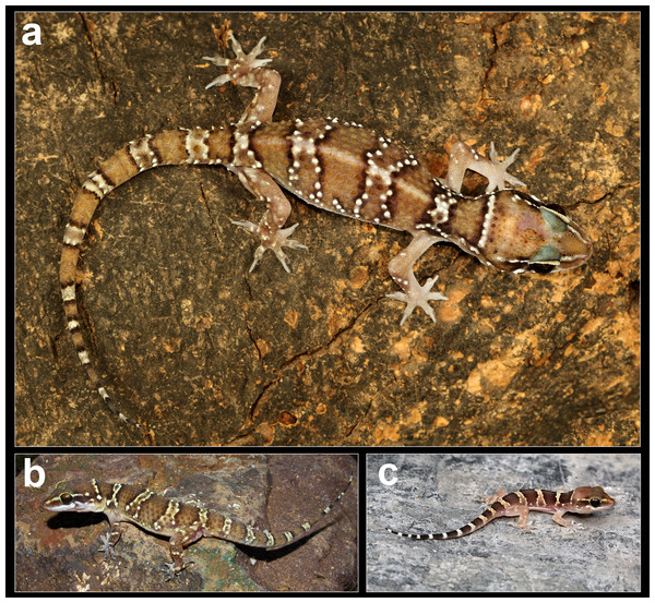 Coloration in life of H. sahgali sp. nov.