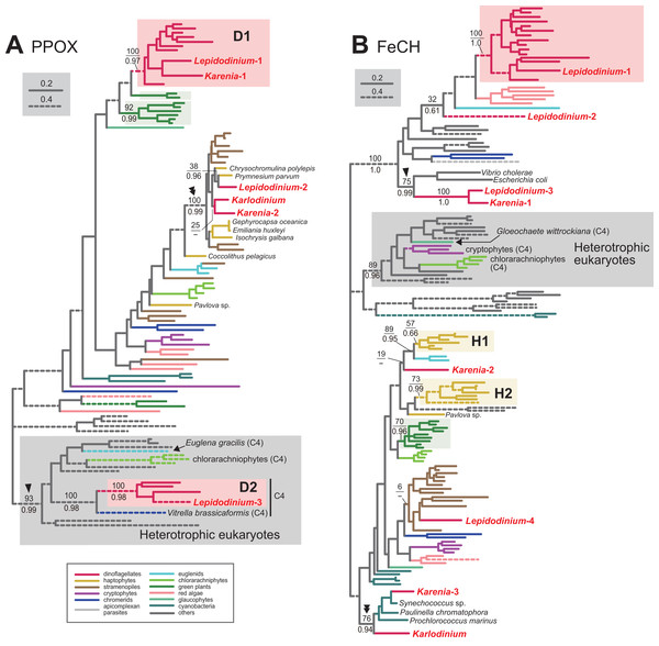 Maximum-likelihood phylogenies of two proteins involved in C5 pathway for the heme biosynthesis.