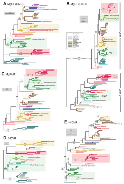 Maximum-likelihood phylogenies of 5 proteins involved in the Chl a biosynthetic pathway.
