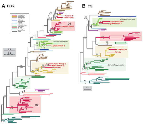 Maximum-likelihood phylogenies of two proteins involved in the Chl a biosynthetic pathway.