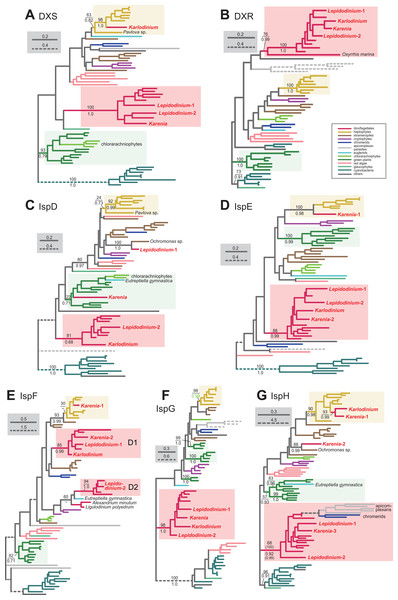 Maximum-likelihood phylogenies of seven proteins involved in the non-mevalonate pathway for IPP biosynthesis.