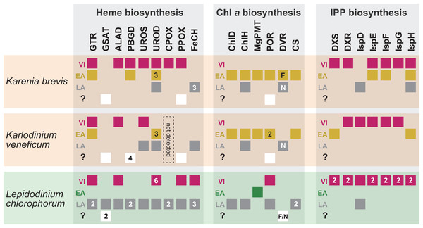 Overview of the origins of proteins involved in three plastid-localized biosynthetic pathways in Karenia brevis, Karlodinium veneficum and L. chlorophorum.