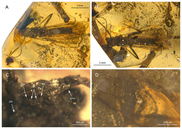 Petroperla mickjaggeri gen. nov. sp. nov., holotype SMNS BU-79, photographs.