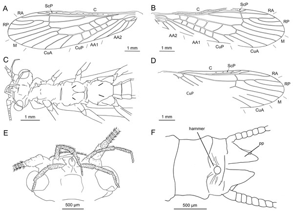 Largusoperla billwymani sp. nov., holotype SMNS BU-229, line drawings.