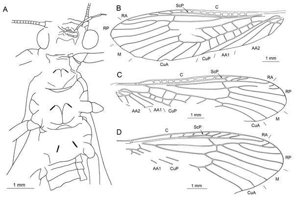 Largusoperla micktaylori sp. nov., holotype SMNS BU-227, line drawings.