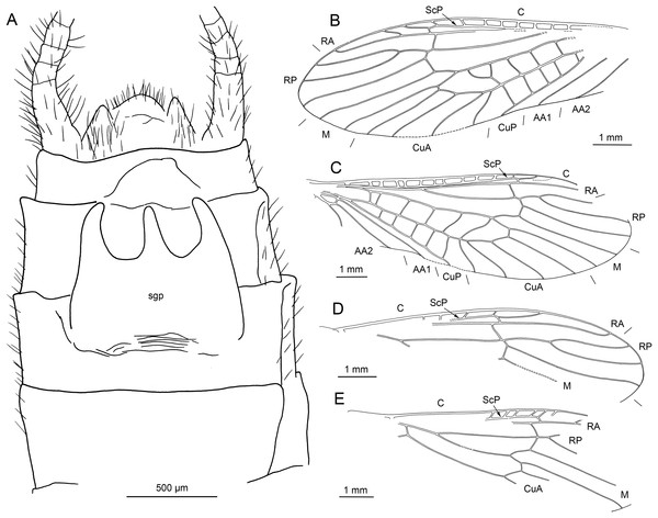 Largusoperla micktaylori sp. nov., paratype SMNS BU-312, line drawings.