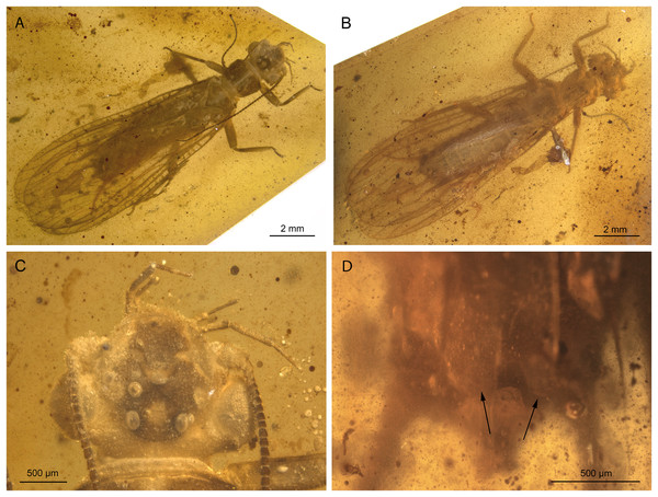 Largusoperla brianjonesi sp. nov., holotype SMNS BU-311, photographs.