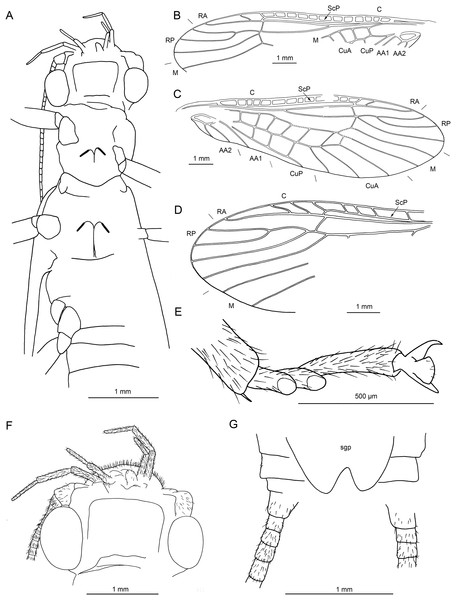 Largusoperla brianjonesi sp. nov., holotype SMNS BU-311, line drawings.