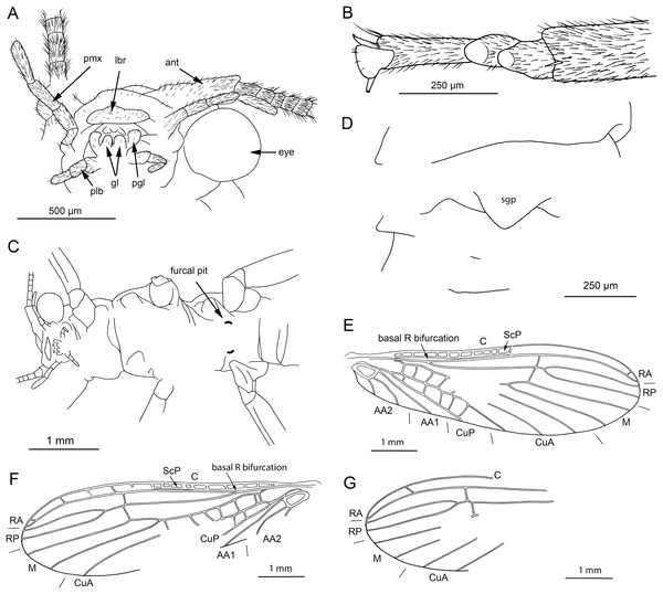 Petroperla mickjaggeri gen. nov. sp. nov., holotype SMNS BU-79, line drawings.