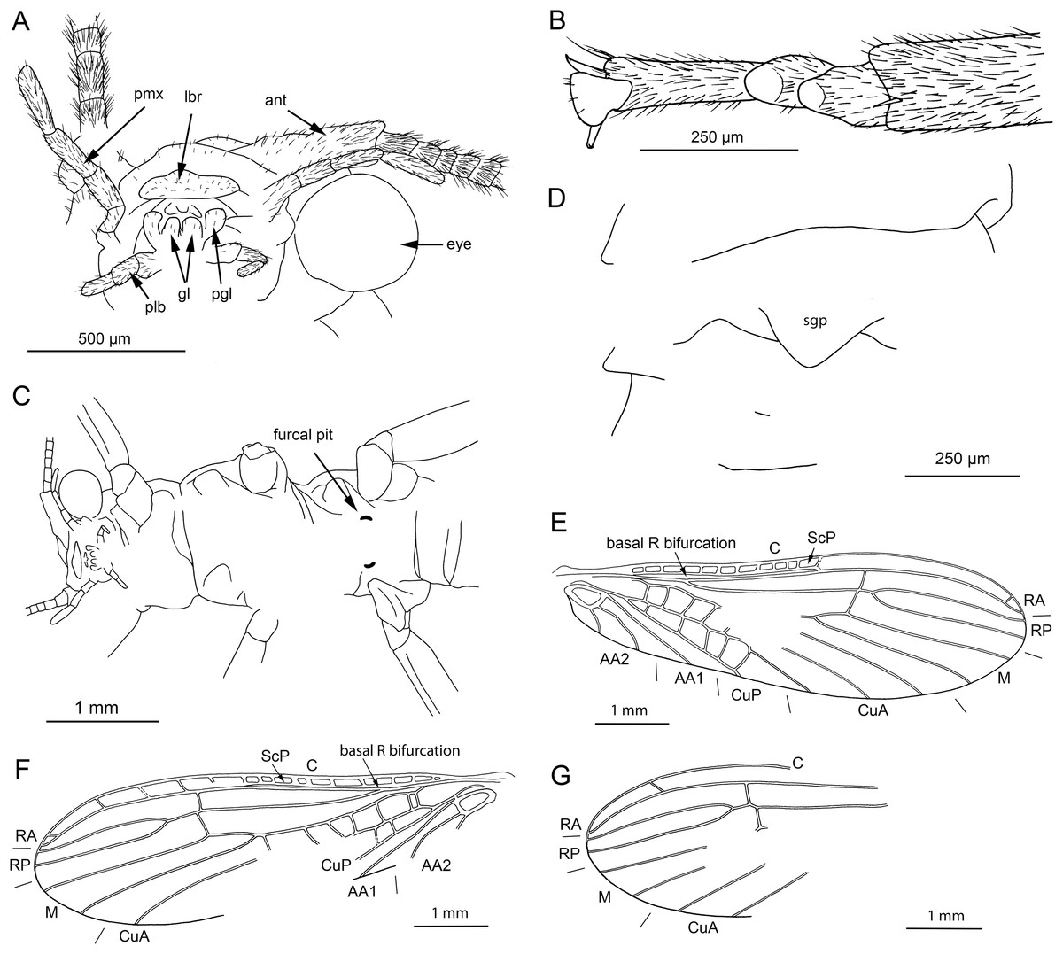 At last, a Pennsylvanian stem-stonefly (Plecoptera) discovered, BMC  Ecology and Evolution