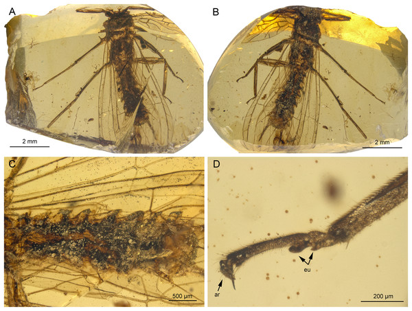 Lapisperla keithrichardsi gen. nov. sp. nov., holotype SMNS BU-313, photographs.