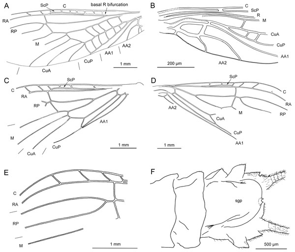 Lapisperla keithrichardsi gen. nov. sp. nov., holotype SMNS BU-313, line drawings.
