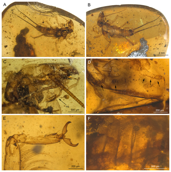 Electroneuria ronwoodi gen. nov. sp. nov., holotype SMNS BU-306, photographs.