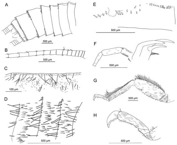 Electroneuria ronwoodi gen. nov. sp. nov., holotype SMNS BU-306, line drawings.