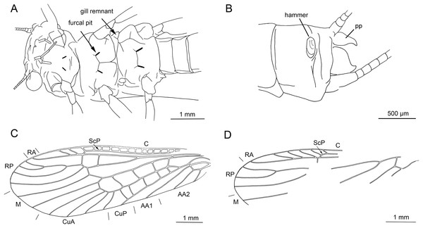 Largusoperla charliewattsi sp. nov., holotype SMNS BU-10, line drawings.