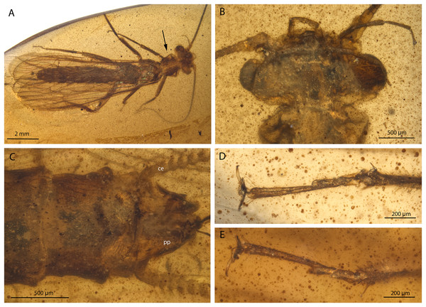 Largusoperla billwymani sp. nov., holotype SMNS BU-229, photographs.
