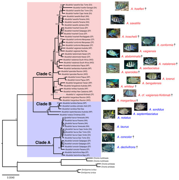 Maximum likelihood phylogenetic tree of Abudefduf.