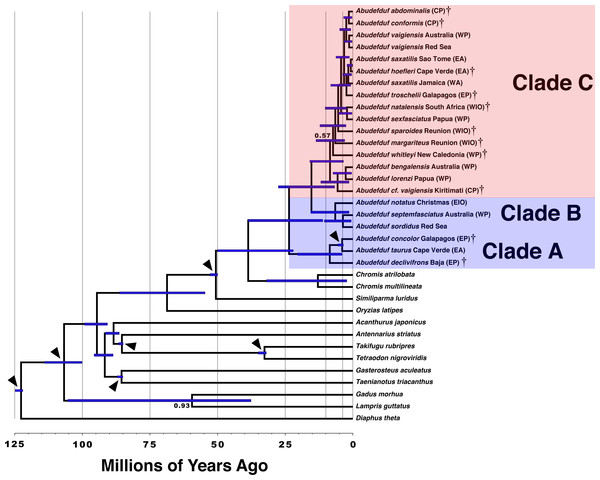 Time-calibrated phylogenetic tree of Abudefduf.