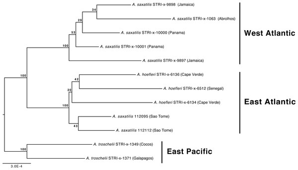 Phylogenetic relationships of Abudefduf saxatilis and A. hoefleri samples sequenced in this study rooted by A. troschelii.