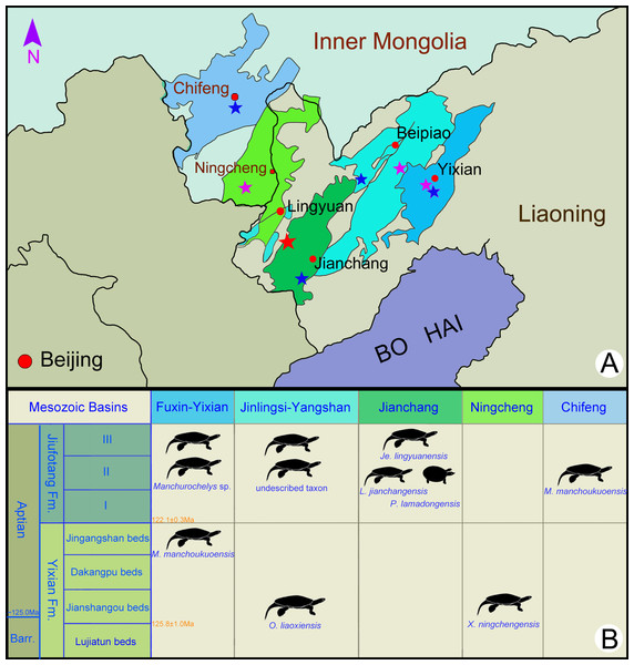 Fossil localities (A) and stratigraphic distribution (B) of turtles in the type areas of the Jehol Biota in northeastern China.