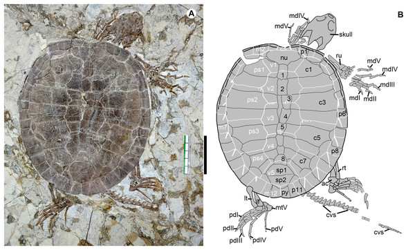 Jeholochelys lingyuanensis gen. et sp. nov. (Holotype, PMOL-AR00211; A and B, in dorsal view) from the Early Cretaceous Jiufotang Formation of Sihedang, Lingyuan, western Liaoning, China.