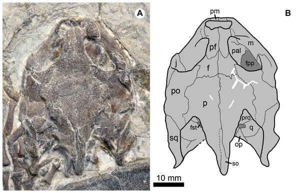 Cranial structure of Jeholochelys lingyuanensis gen. et sp. nov. (Holotype, PMOL-AR00211; A and B, in dorsal view).