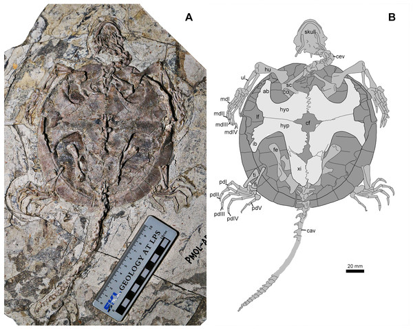 Jeholochelys lingyuanensis gen. et sp. nov. (PMOL-AR00213; A and B, in ventral view) from the Early Cretaceous Jiufotang Formation of Sihedang, Lingyuan, western Liaoning, China.