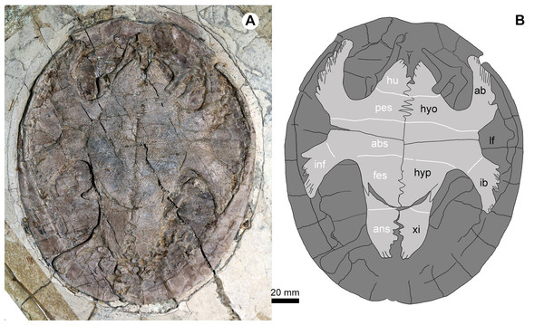 Jeholochelys lingyuanensis gen. et sp. nov. (PMOL-AR00218; A and B, in ventral view) from the Early Cretaceous Jiufotang Formation of Sihedang, Lingyuan, western Liaoning, China.