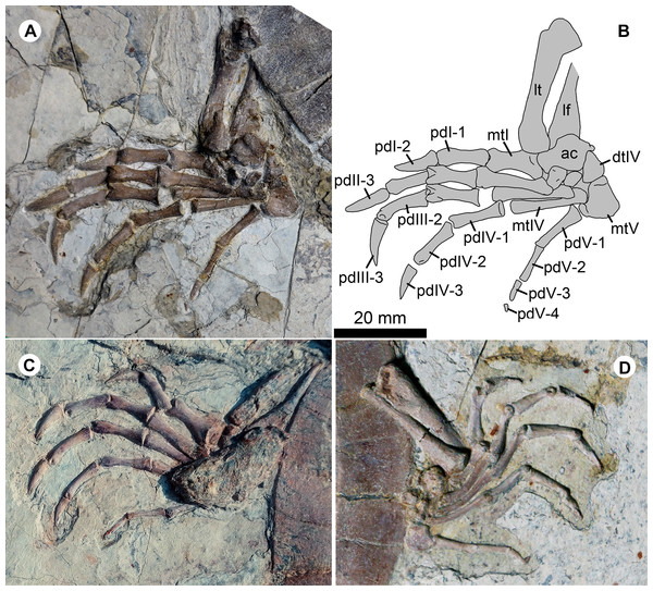 Pedes of Jeholochelys lingyuanensis gen. et sp. nov.