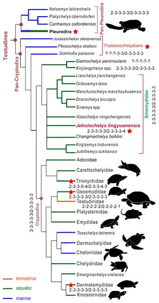 Simplified strict consensus tree of the phylogenetic analysis showing the position of Jeholochelys lingyuanensis gen. et sp. nov.